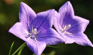 紫番红花的花语是什么 紫荊花的花语是什么