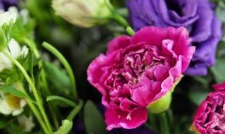 教师节送什么花最新（教师节一般送啥花）