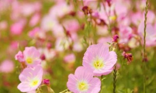 红樱草的生日花语是什么（红樱花的花语是什么）
