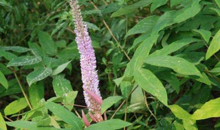 猫尾草的花语是什么（猫尾草的花语是什么呢）