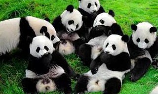 成都大熊猫繁育研究基地介绍（成都大熊猫繁育研究基地介绍英文）