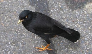 家里为啥不能养八哥 八哥鸟进家风水说法