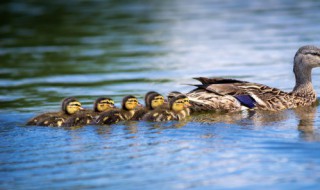 街上买的小鸭子为什么容易死 街上买的小鸭子怎么养