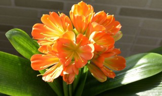 君子兰花怎么养 怎么养君子兰花怎么养