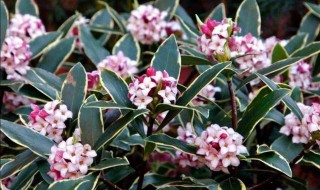 金边瑞香怎么养才能更旺盛 金边瑞香怎么养才能更旺盛