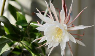 昙花如何养护才开花 家里千万不可养昙花