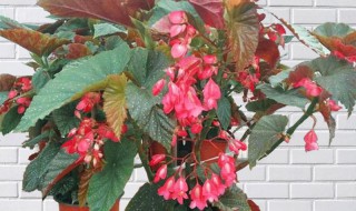 竹节海棠怎么养护长的好开花多 竹节海棠怎样才能开花