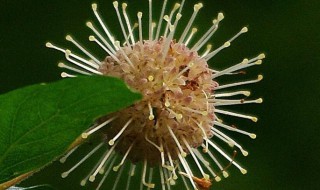 水杨梅怎么养 水杨梅怎么水培