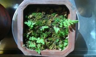 铁线蕨怎么繁殖 铁线蕨繁殖方法视频