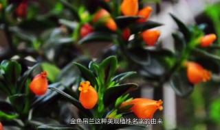 新买的金鱼吊兰咋养 新买的金鱼吊兰咋养活