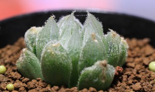 玉露多肉植物怎么养（玉露多肉植物怎么养才养得又大又肥）