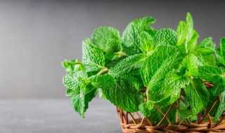 薄荷怎么养盆栽 薄荷怎么养盆栽有什么好处