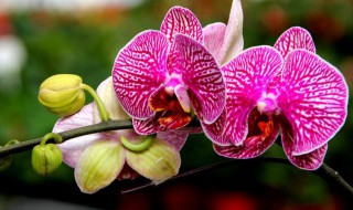 如何养蝴蝶兰 如何养蝴蝶兰才开花