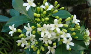 九里香怎么养才能开花（九里香怎么养才能开花爆盆）