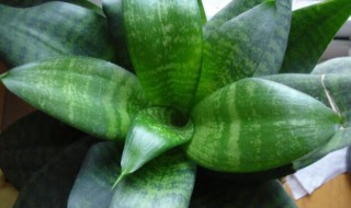 虎皮兰夏季如何养殖 虎皮兰夏季养殖方法和注意事项