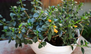 金鱼花怎么养才能更旺盛（金鱼花该怎么养）