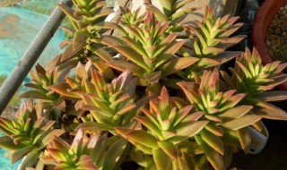 火祭徒长变绿怎么办 为什么火祭长开了变绿色了