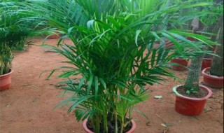 凤尾竹怎么养才茂盛（凤尾竹怎样养才茂盛）