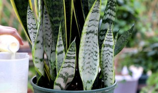 虎皮兰怎么养才长得好 虎皮兰怎么养才能开花
