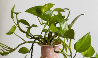 绿萝如何养殖 绿萝怎么养殖