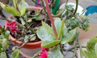 长寿花白粉病怎么办 长寿花白粉病怎么处理