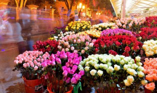 怎样修剪玫瑰花才能更旺盛（玫瑰花修剪方法图解）