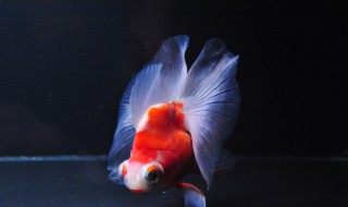 龙睛金鱼怎么养（龙睛金鱼怎么养长的快）