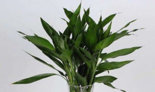 富贵竹黄叶子怎么补救 富贵竹发黄的叶子如何处理