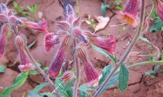 地黄怎么种植（地黄种植几年才能收获）