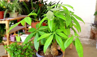 发财树怎么养护最好（发财树怎么养护最好视频）