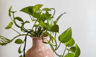 郁金香绿萝哪种适合养在室内 绿箩和郁金香哪个适合养在室内