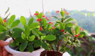 虎刺梅的扦插方法（虎刺梅的扦插方法和注意事项）