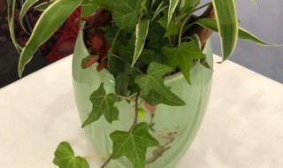 水养吊兰怎么养才茂盛（水养吊兰怎么养才茂盛呢）