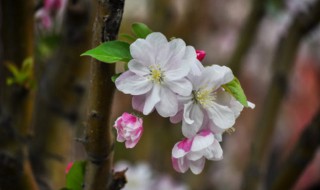 海棠花怎么养殖 四季海棠花的养殖方法