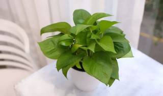 绿箩怎么养护长得才茂盛 绿箩怎么养长得好