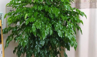 绿宝树怎么养才茂盛（绿宝树如何判断是否该浇水）