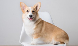 自己养的狗咬死的鸡可不可以吃（自己养的狗咬死的鸡可不可以吃,里面的配菜可以吃吗）