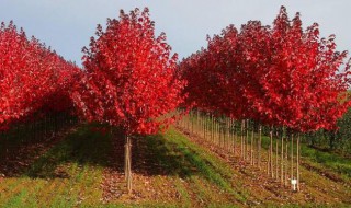 红枫树苗怎么养 红枫树苗怎么养护和管理