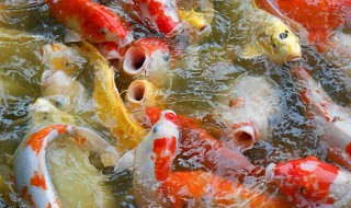 锦鲤水花养殖注意事项 锦鲤水花养殖注意事项有哪些