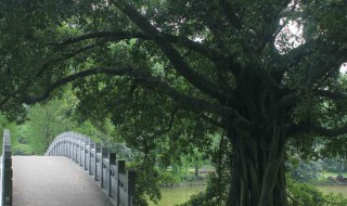 什么树的种子不进入土壤就可以萌发（什么树的种子不进入土壤就可以萌发生芽）