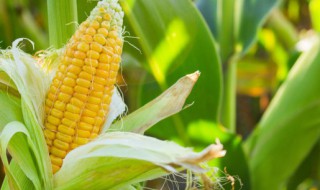 中科玉505玉米种简介 中科玉505玉米的缺点