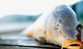 鱼死了多久不能吃了