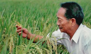 袁隆平生平简介 袁隆平生平简介100字