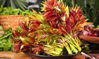 香椿芽怎样保存最新鲜 香椿芽怎么保鲜好