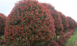 石楠树有什么作用（石楠树有什么作用和功效）