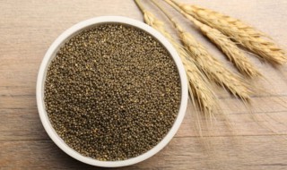 怎么鉴别黑小米 黑小米真假鉴别