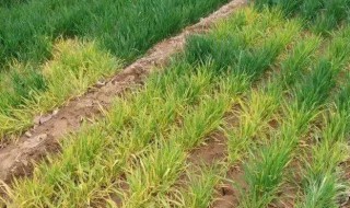 小麦打除草剂发黄叶子发干怎么办（小麦打除草剂发黄叶子发干怎么办呢）