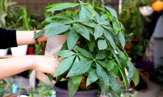 怎样修剪发财树枝条 怎样修剪发财树枝条图解