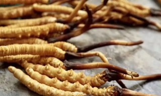 如何清洗虫草（如何清洗虫草花）