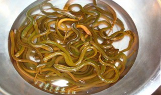鳝鱼如何清洗（鳝鱼如何清洗里面）